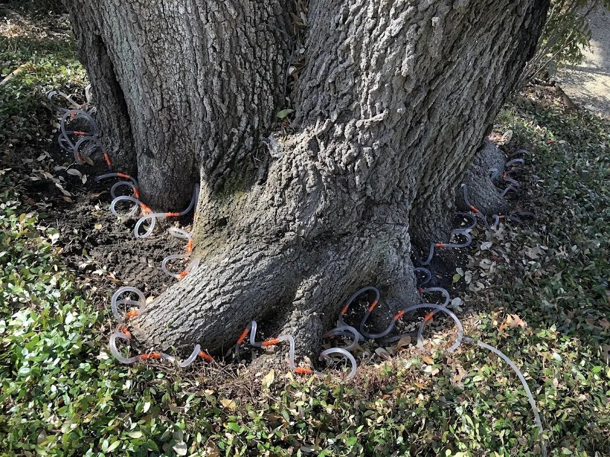 Detailed Tree Cabling and Bracing job site in Earlville