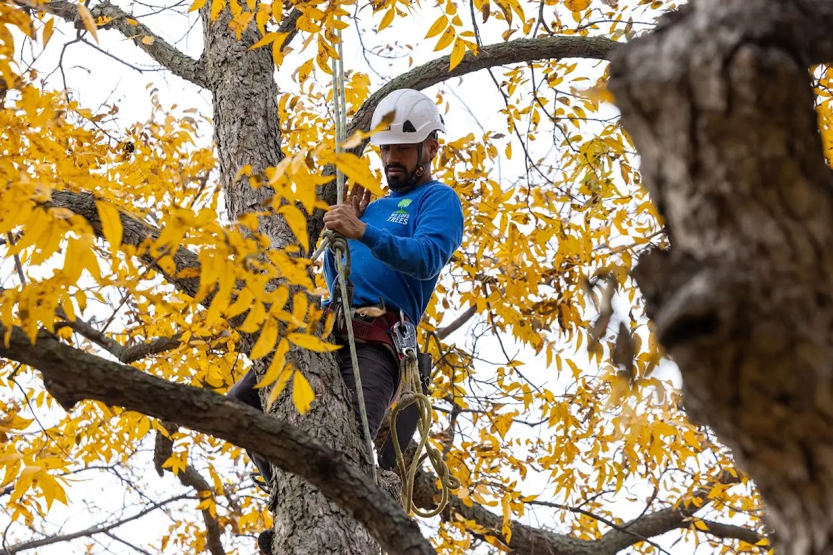 Skilled Storm Damage Cleanup crew working in Earlville
